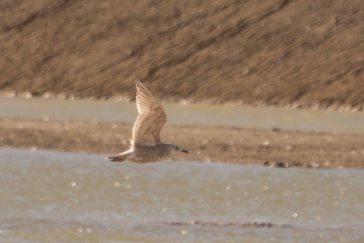 Glaucous-winged Gull - ML630275753