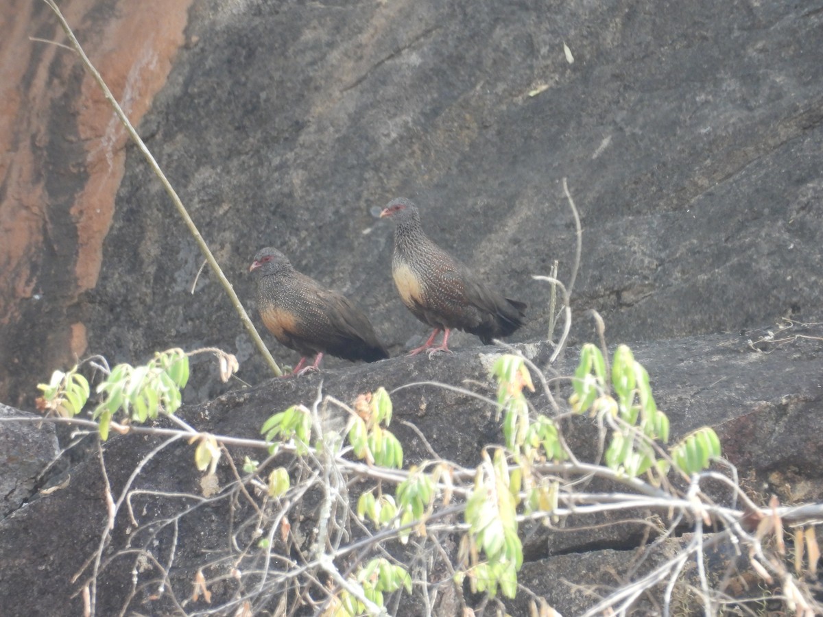 Stone Partridge - ML630276083