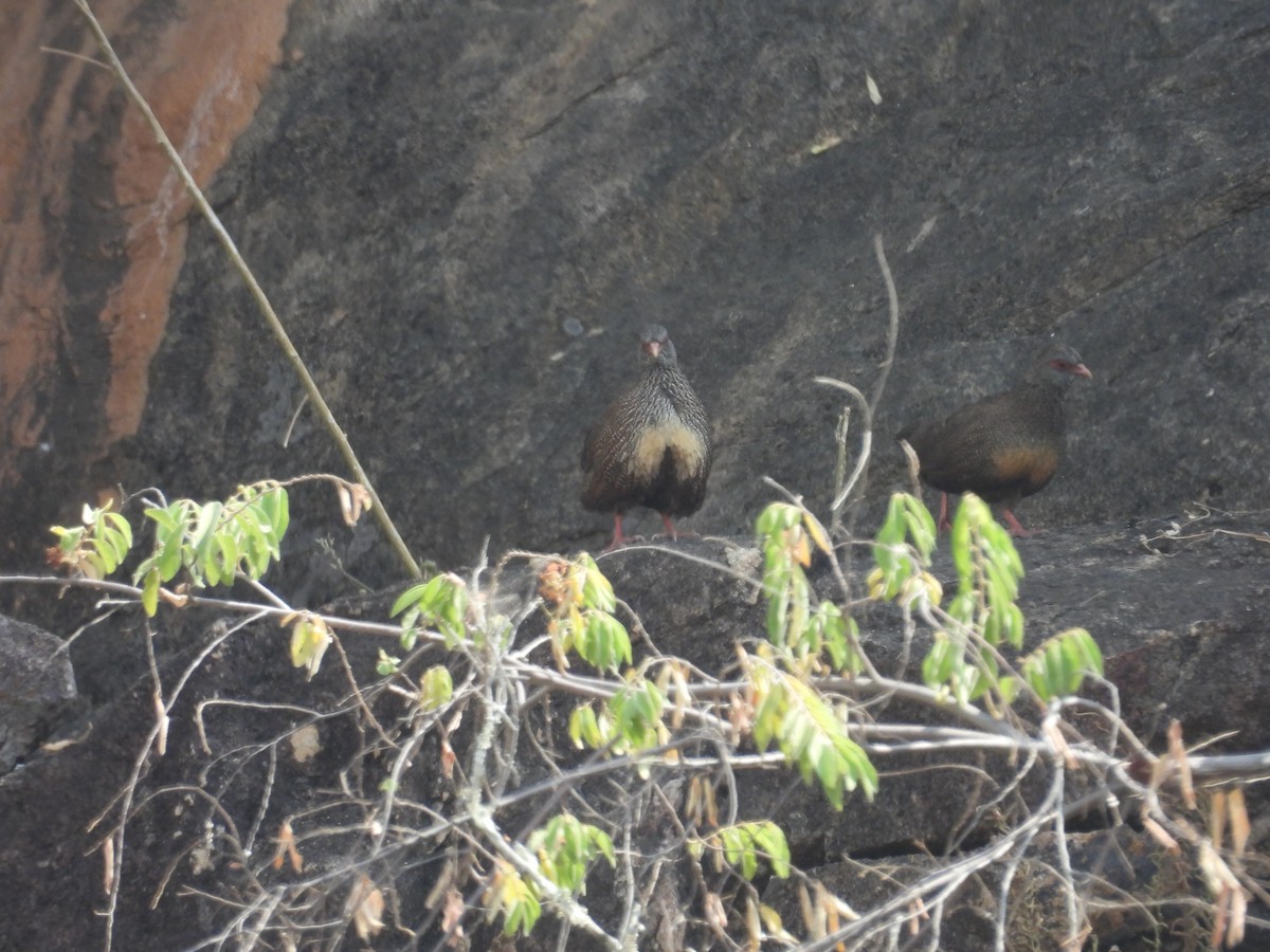 Stone Partridge - ML630276085