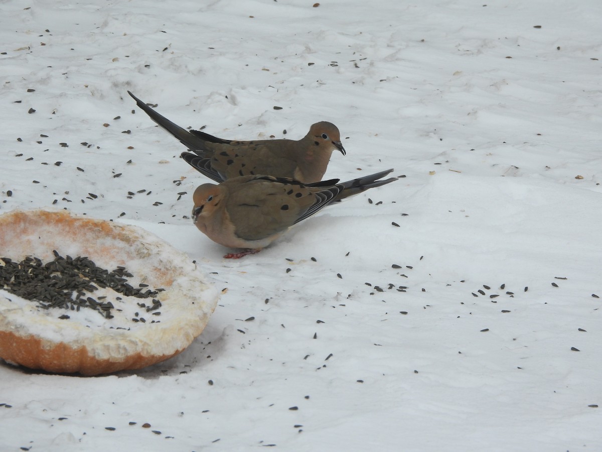 Mourning Dove - ML630276099