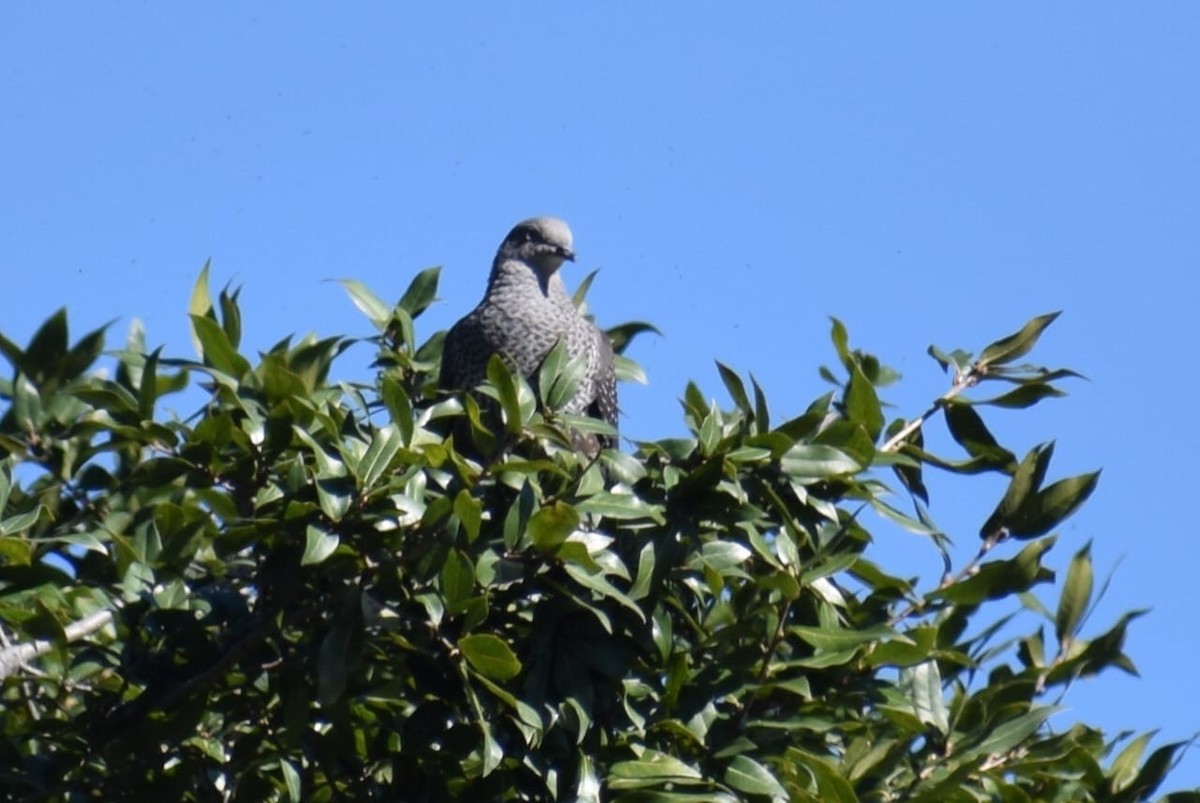 Pigeon de Hodgson - ML630276167