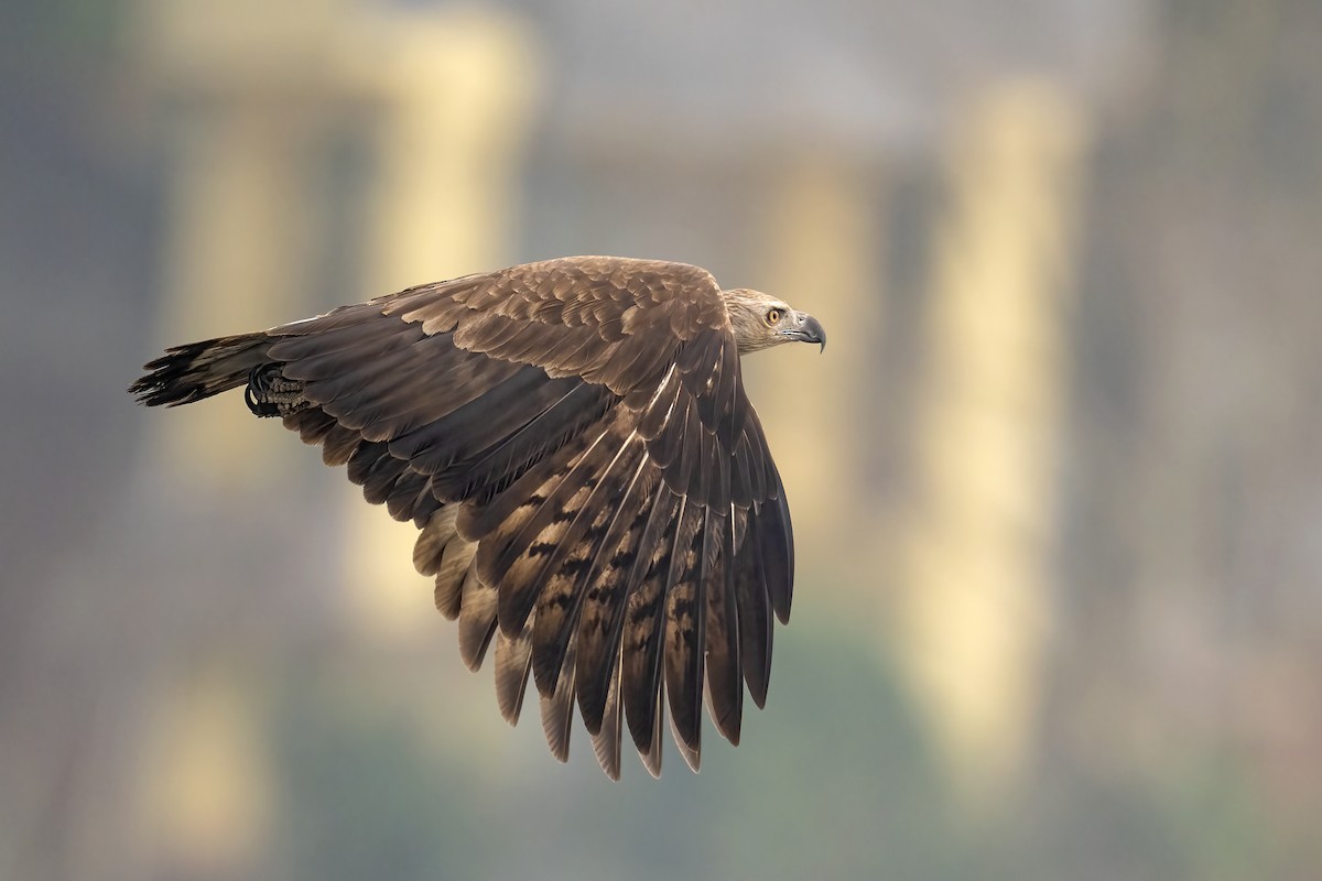 Gray-headed Fish-Eagle - Parthasarathi Chakrabarti