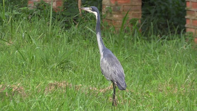 Black-headed Heron - ML630276279