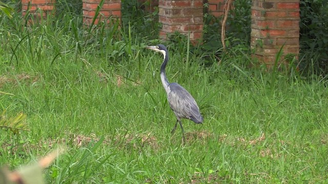 Black-headed Heron - ML630276398