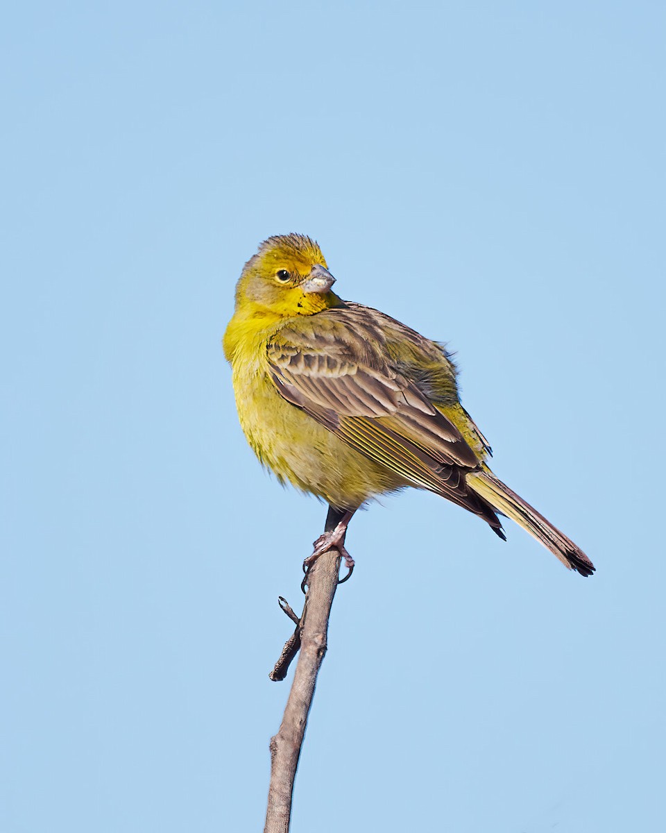 Grassland Yellow-Finch - ML630276453