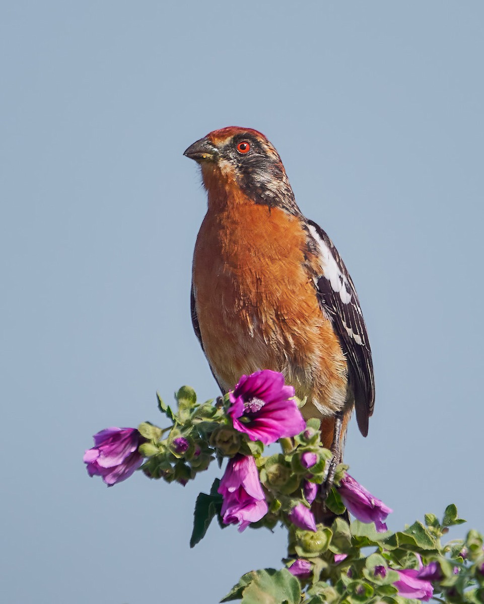 Rufous-tailed Plantcutter - ML630276488
