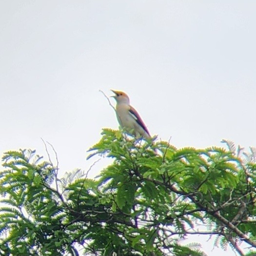 Black-winged Myna - ML630276509