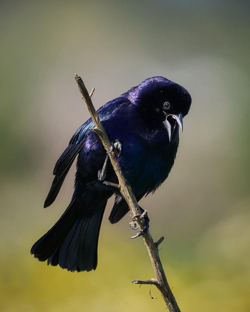 Shiny Cowbird - ML630276618