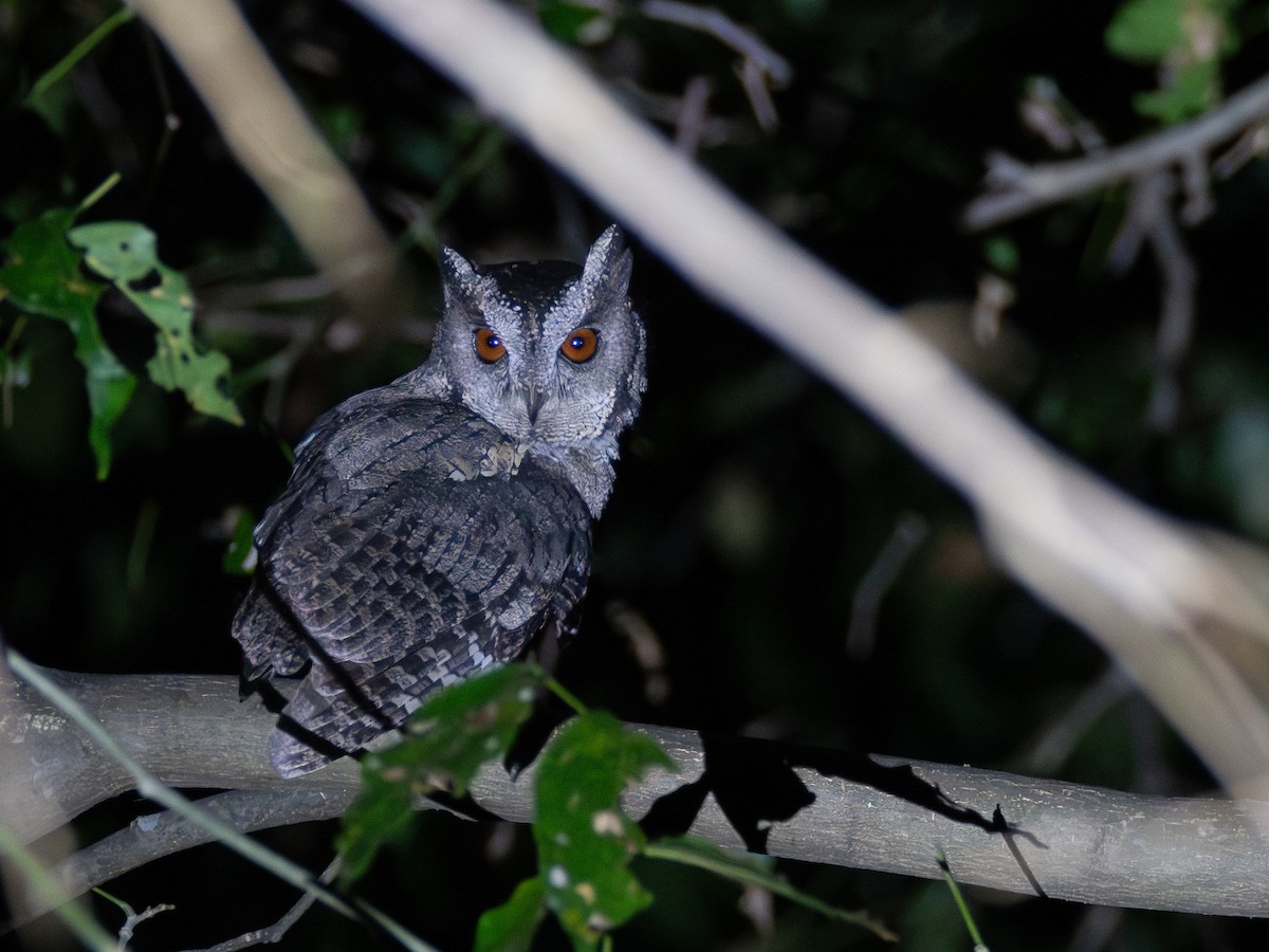 Indian Scops-Owl - ML630276649