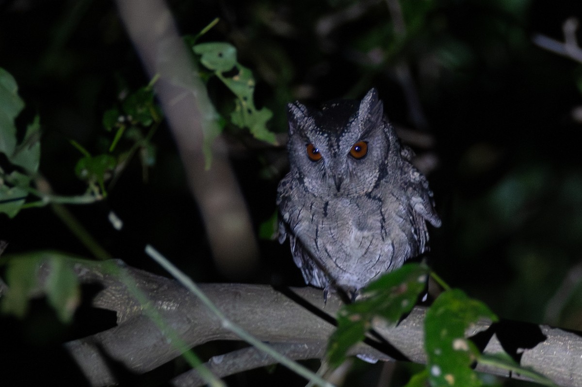 Indian Scops-Owl - ML630276650