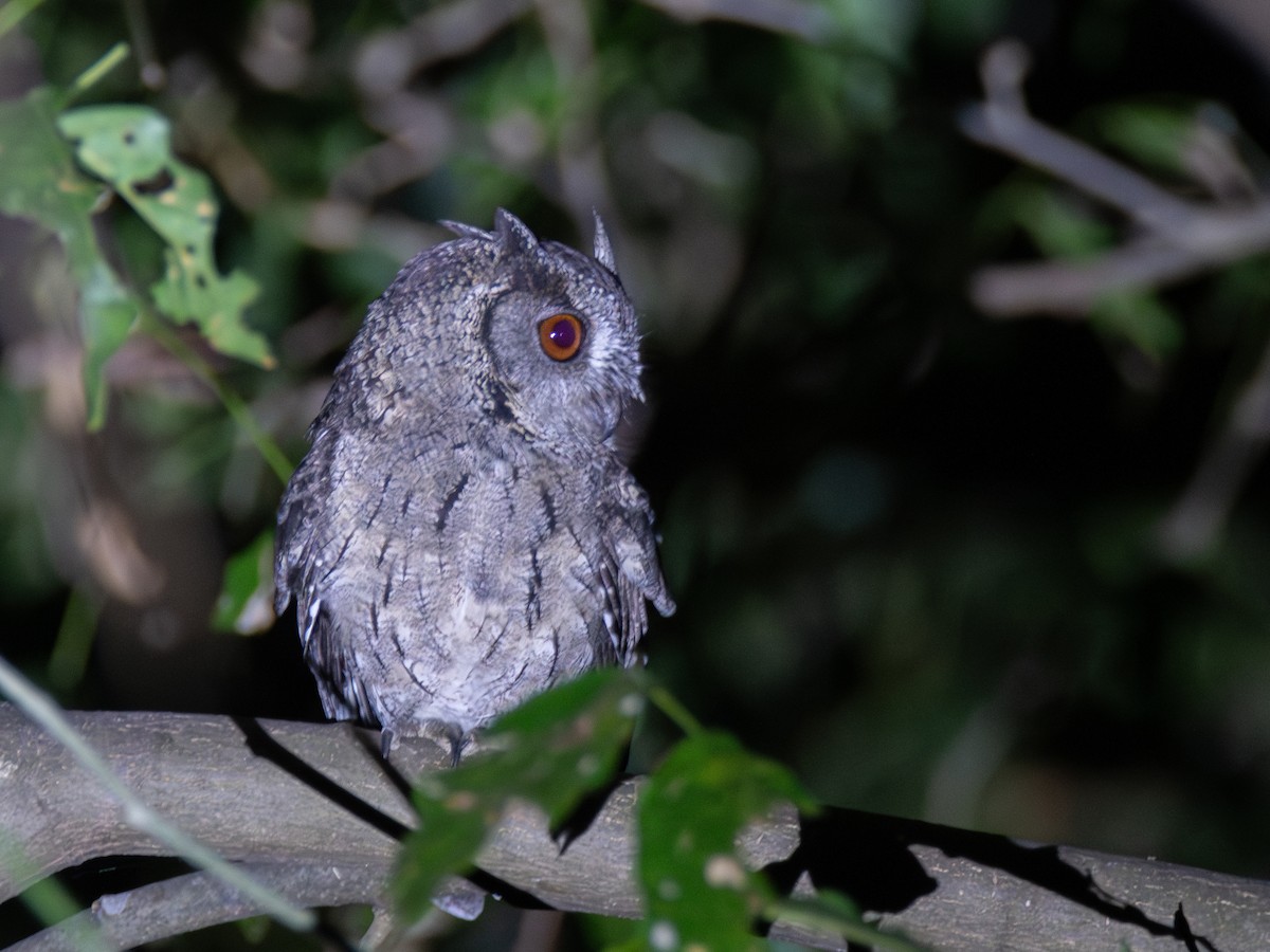Indian Scops-Owl - ML630276651