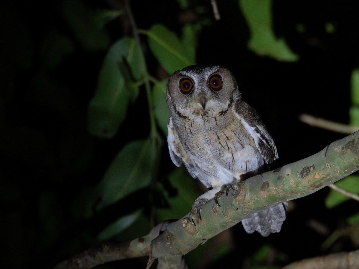 Indian Scops-Owl - ML630276652