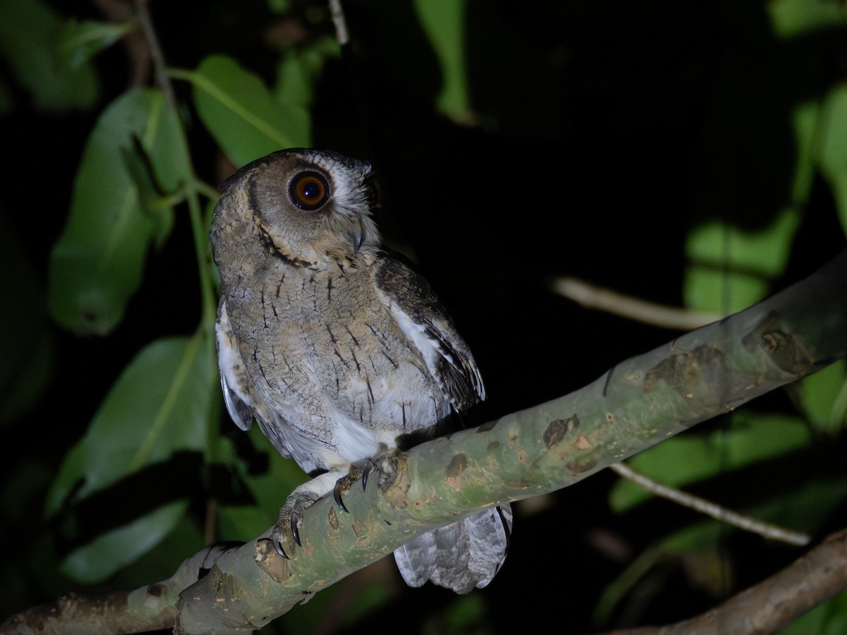 Indian Scops-Owl - ML630276653