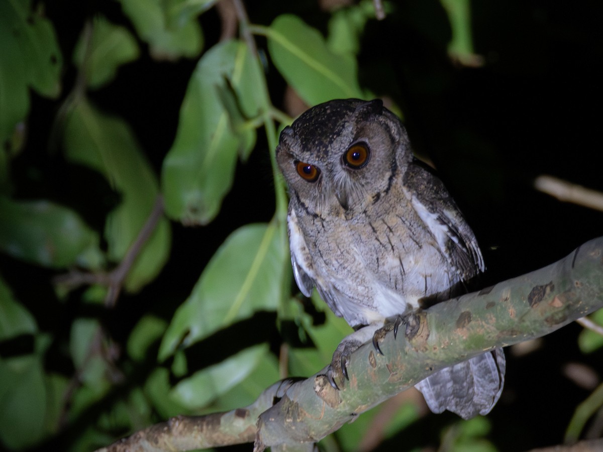 Indian Scops-Owl - ML630276654