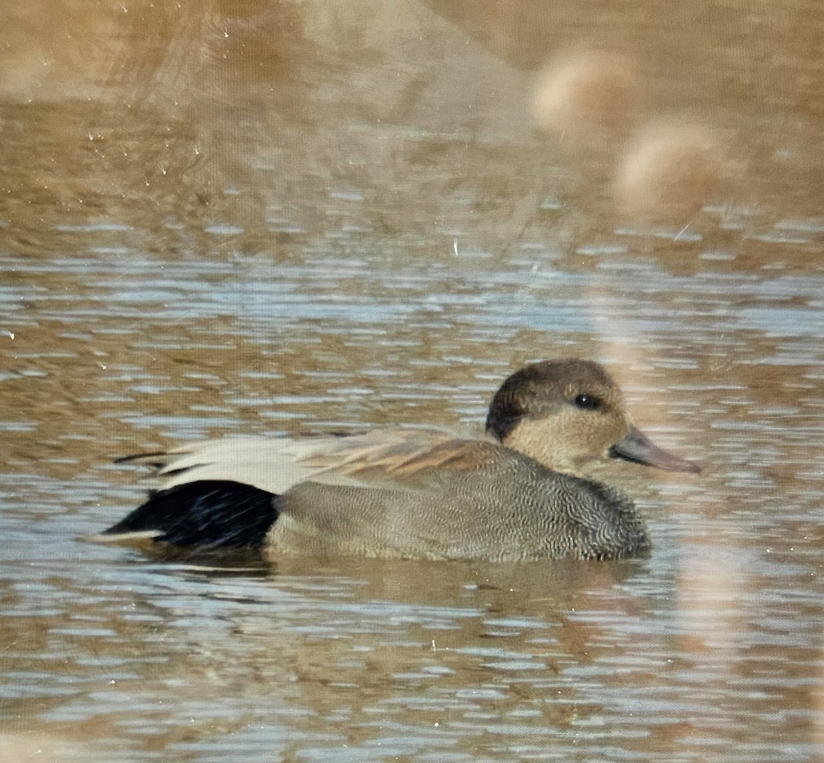 Gadwall - ML630276688