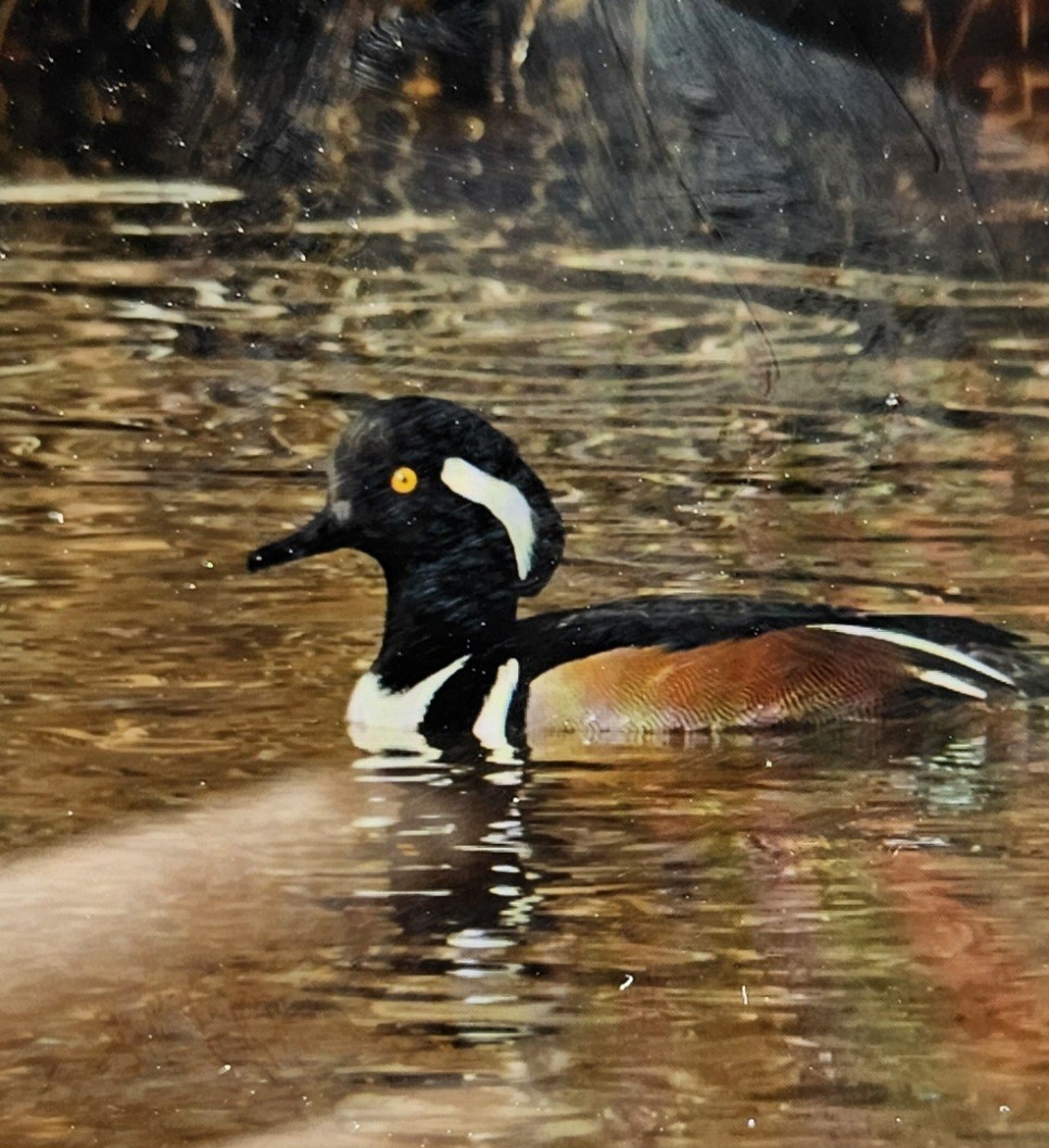 Hooded Merganser - ML630276695
