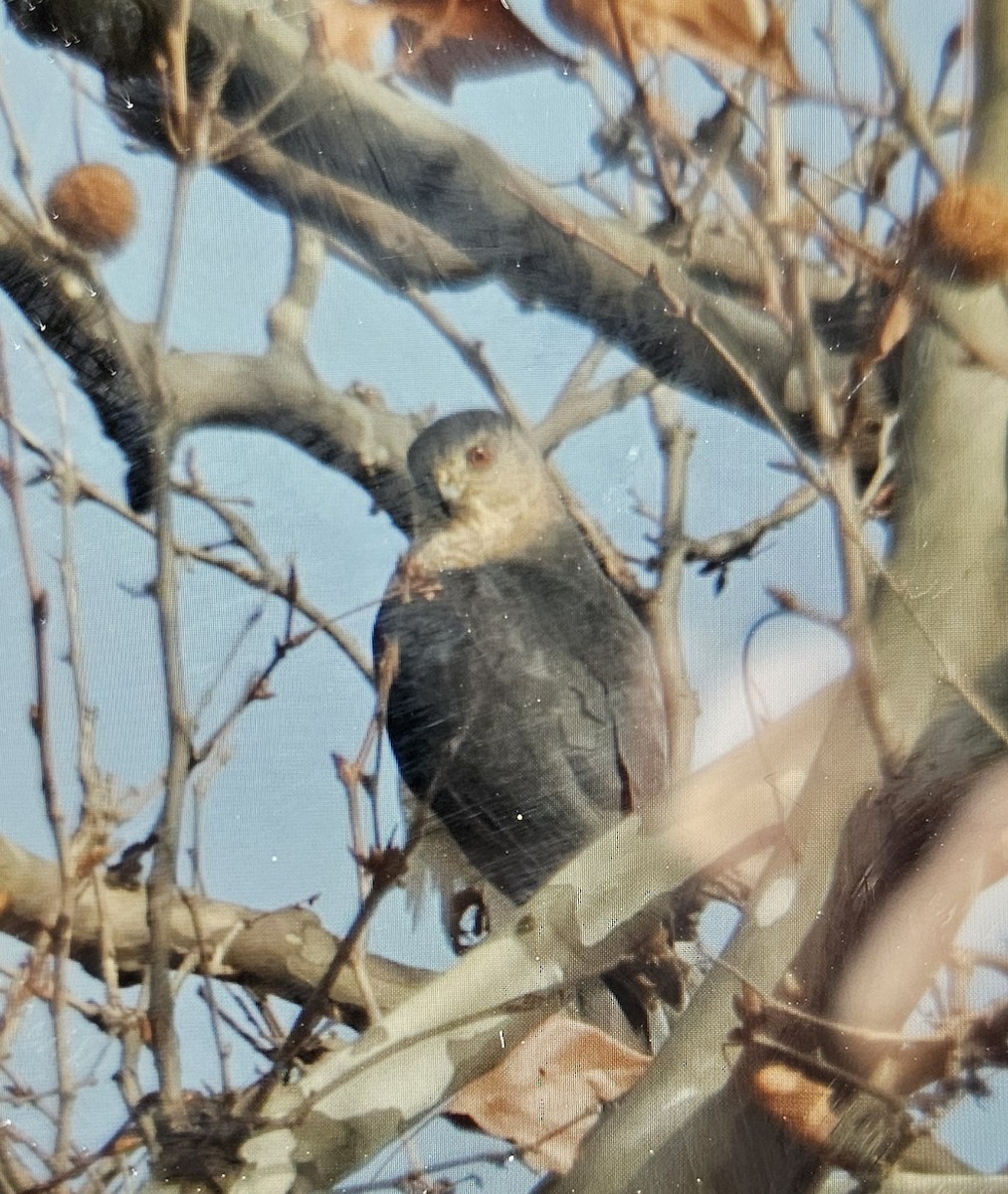 Cooper's Hawk - ML630276711