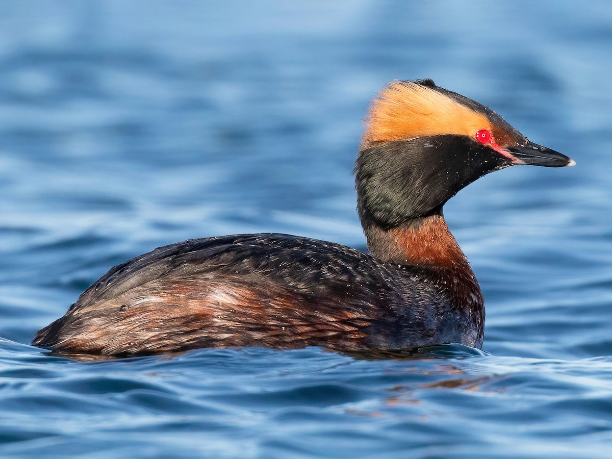 Breeding adult