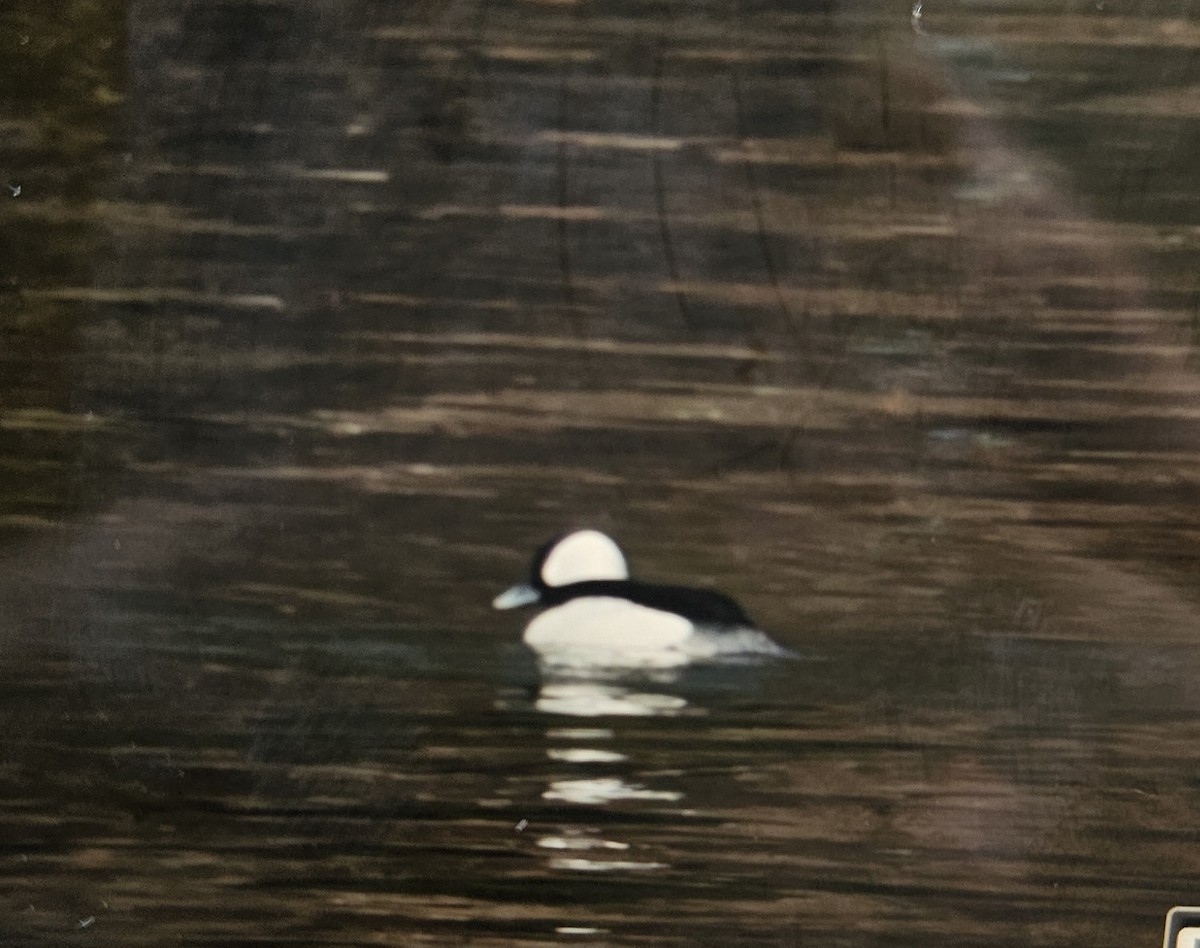 bøffeland - ML630276819