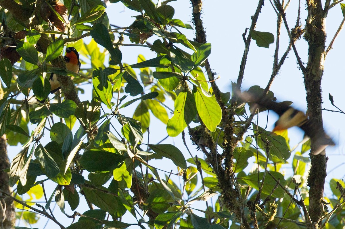 Orange-throated Tanager - ML630276868