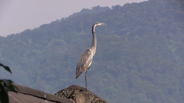 Black-headed Heron - ML630276899