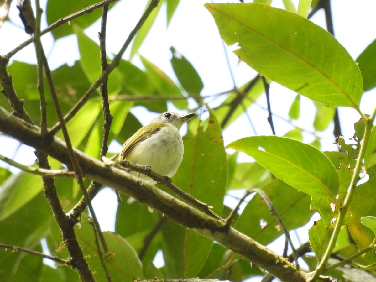 Short-tailed Pygmy-Tyrant - ML630276910