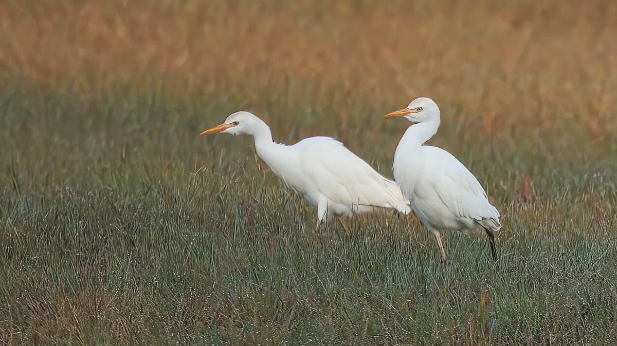 Western Cattle-Egret - ML630277004
