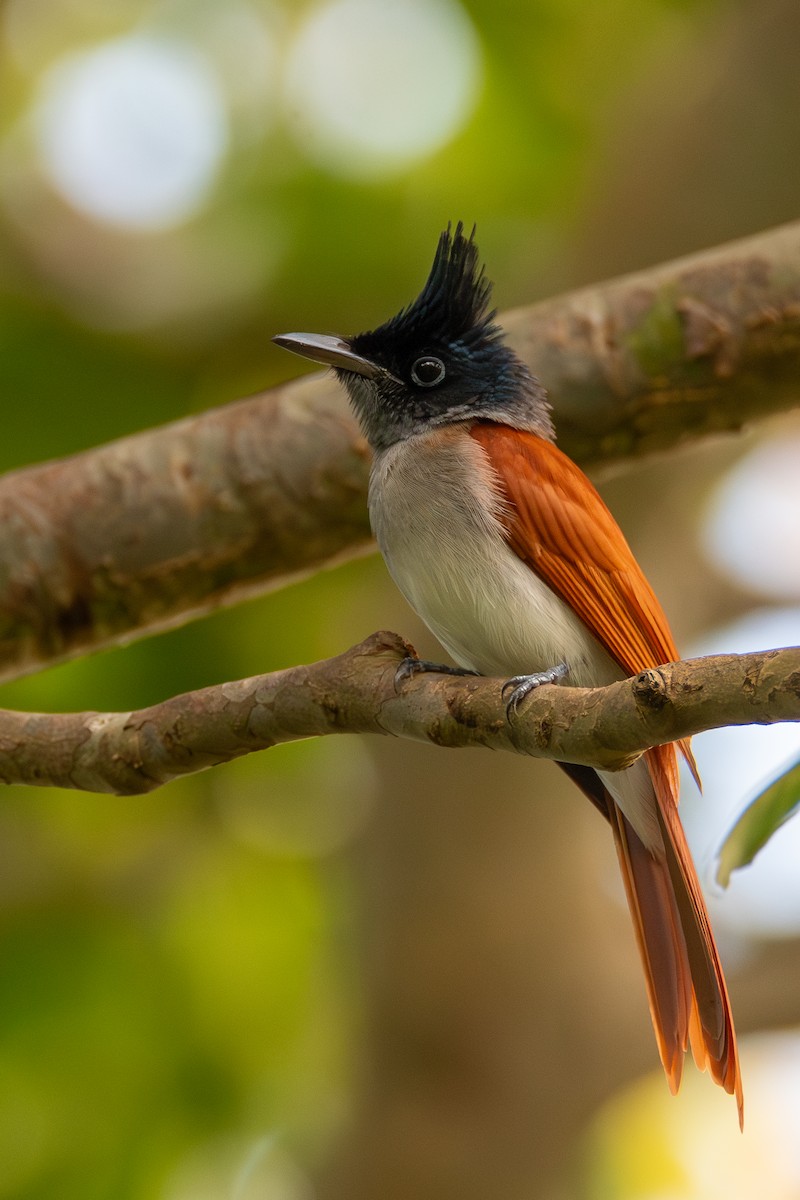Indian Paradise-Flycatcher - ML630277008