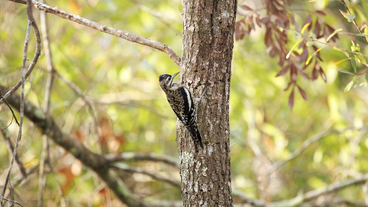 Yellow-bellied Sapsucker - ML630277015