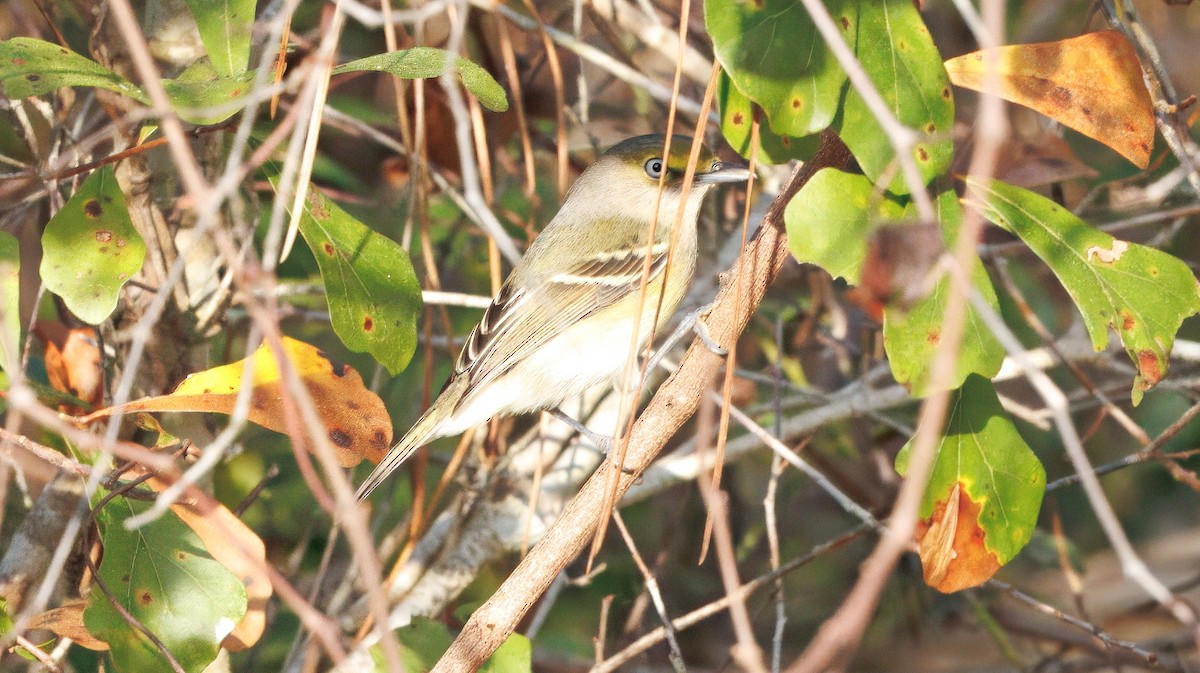 White-eyed Vireo - ML630277030