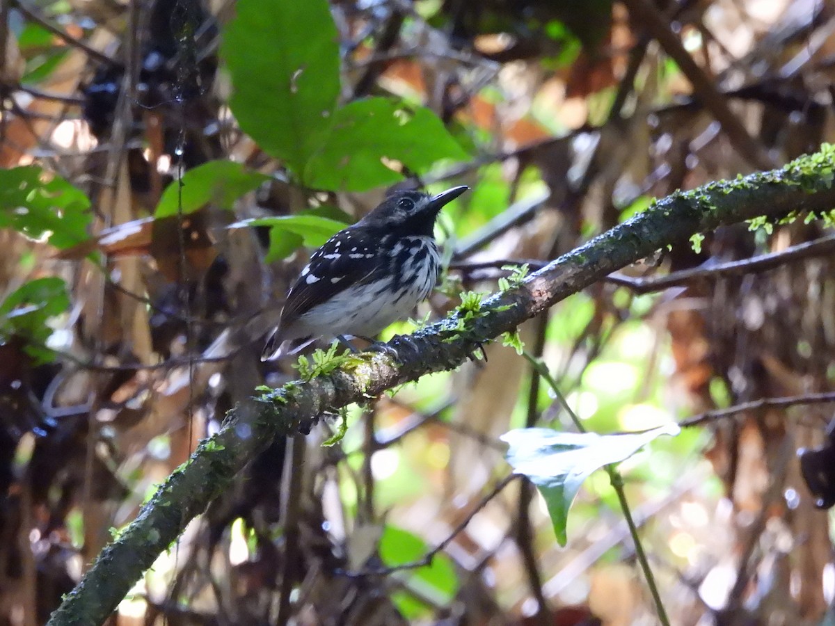 Dot-backed Antbird - ML630277047