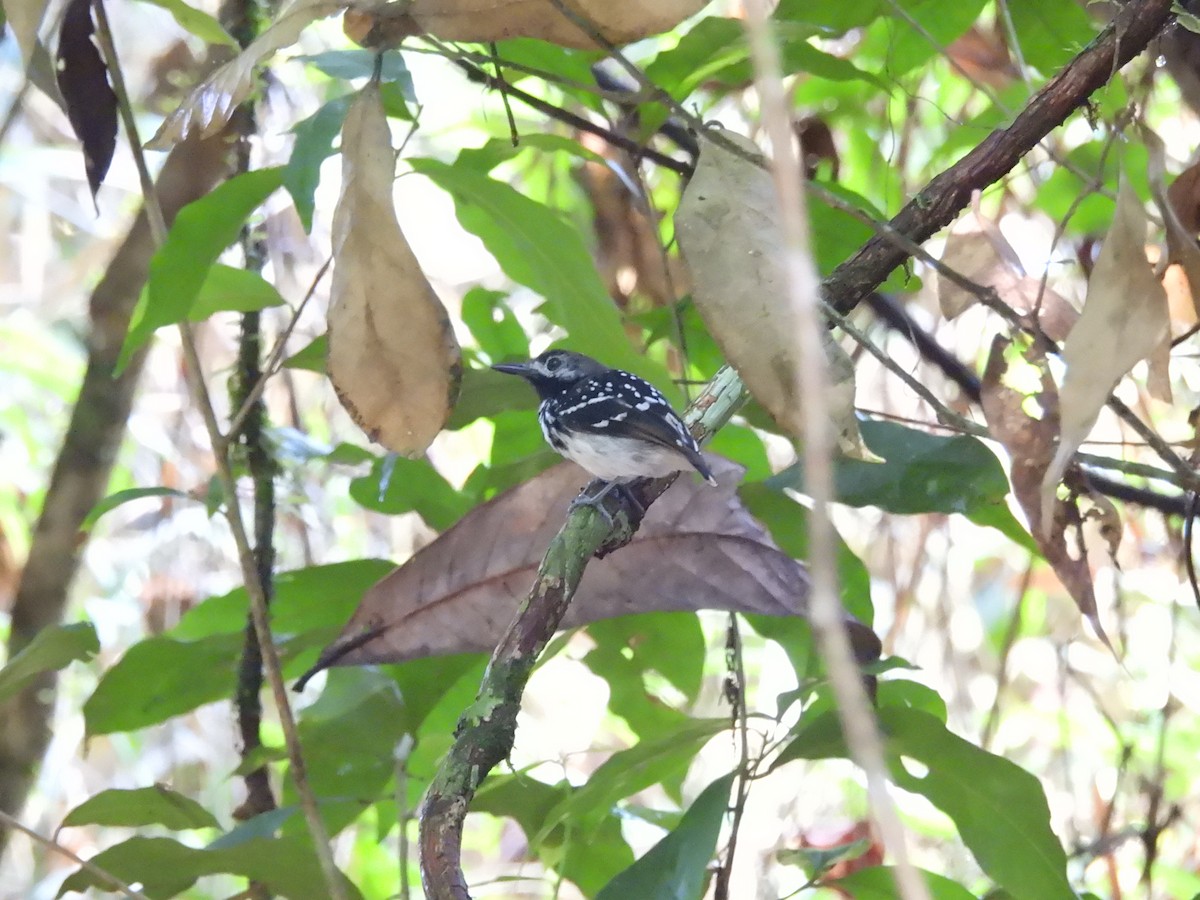 Dot-backed Antbird - ML630277057