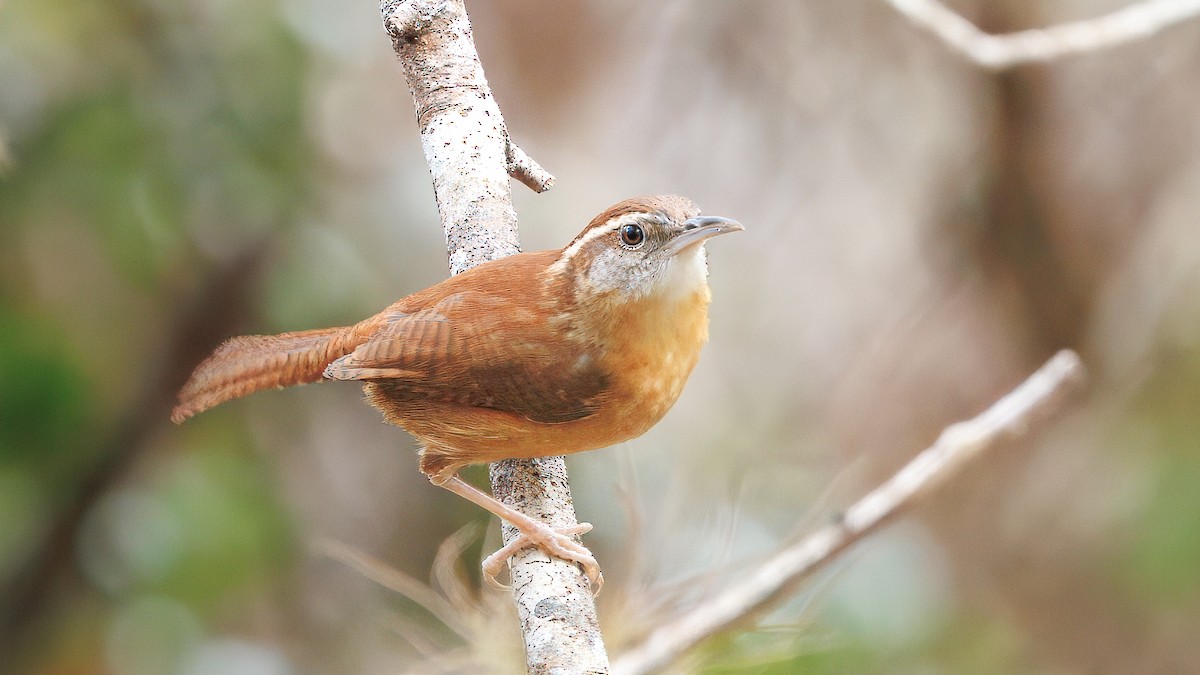 Carolina Wren - ML630277058
