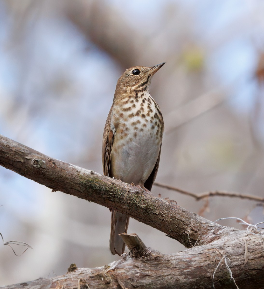 Hermit Thrush - ML630277072