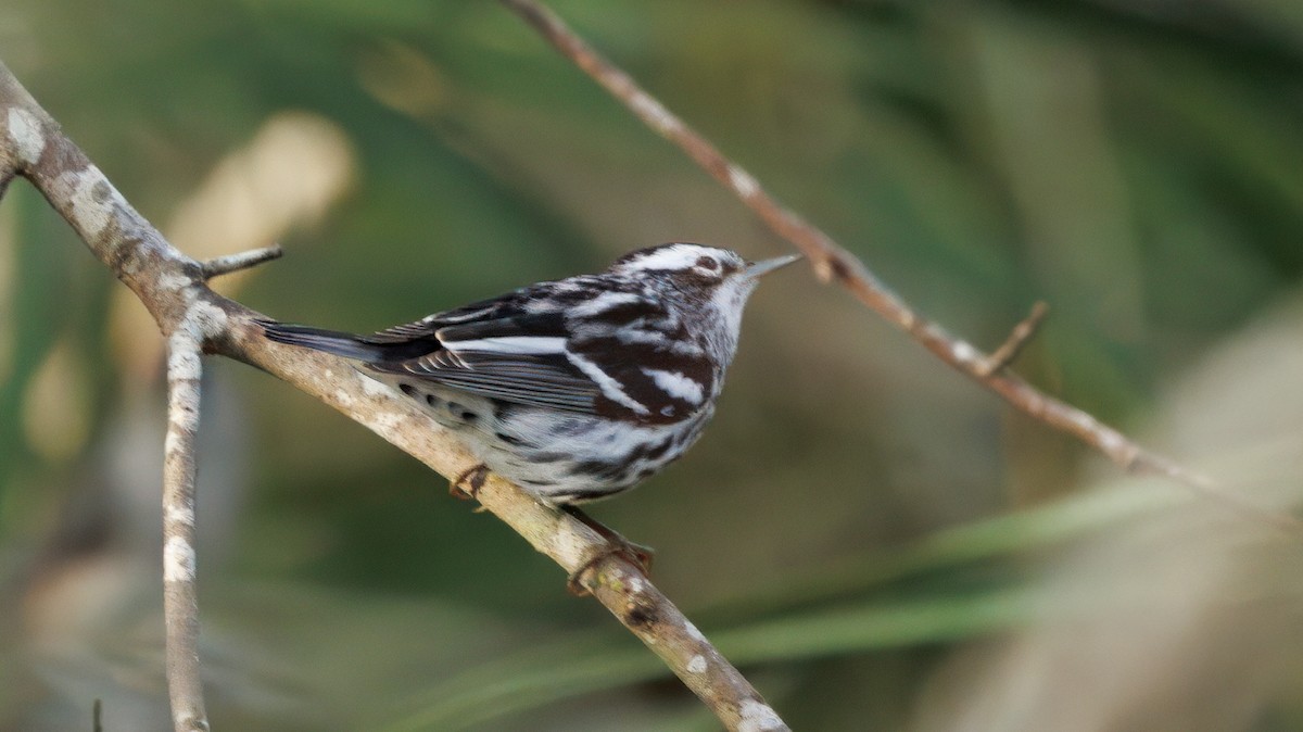 Black-and-white Warbler - ML630277080