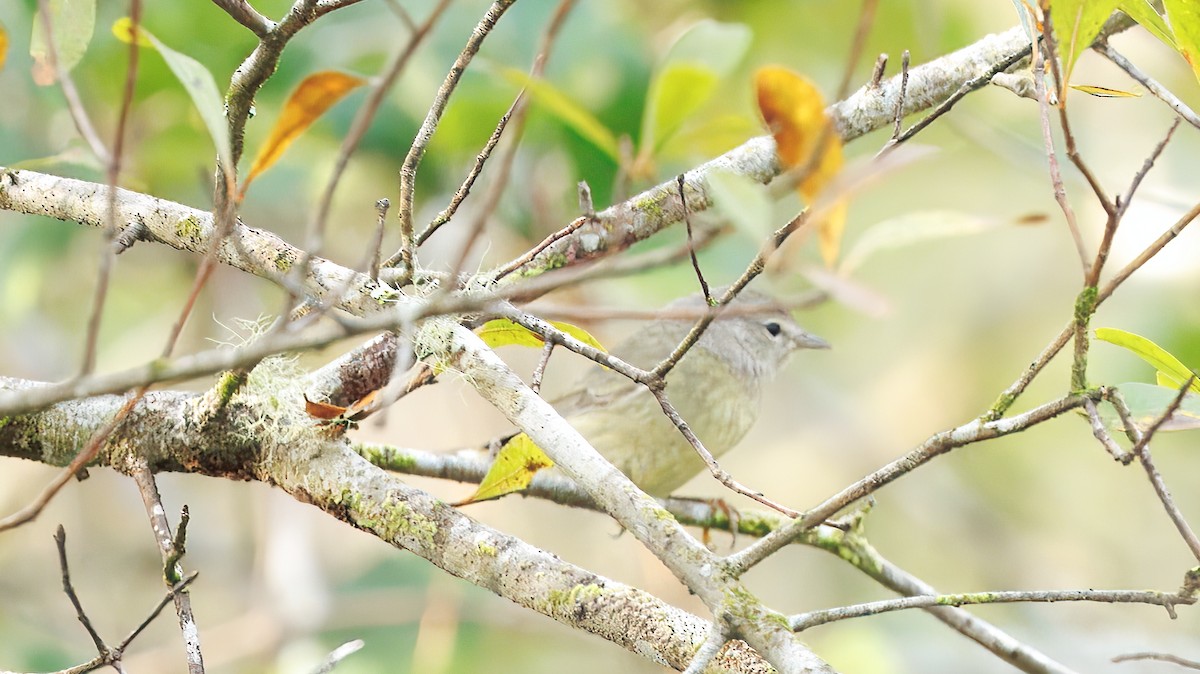 Orange-crowned Warbler - ML630277090