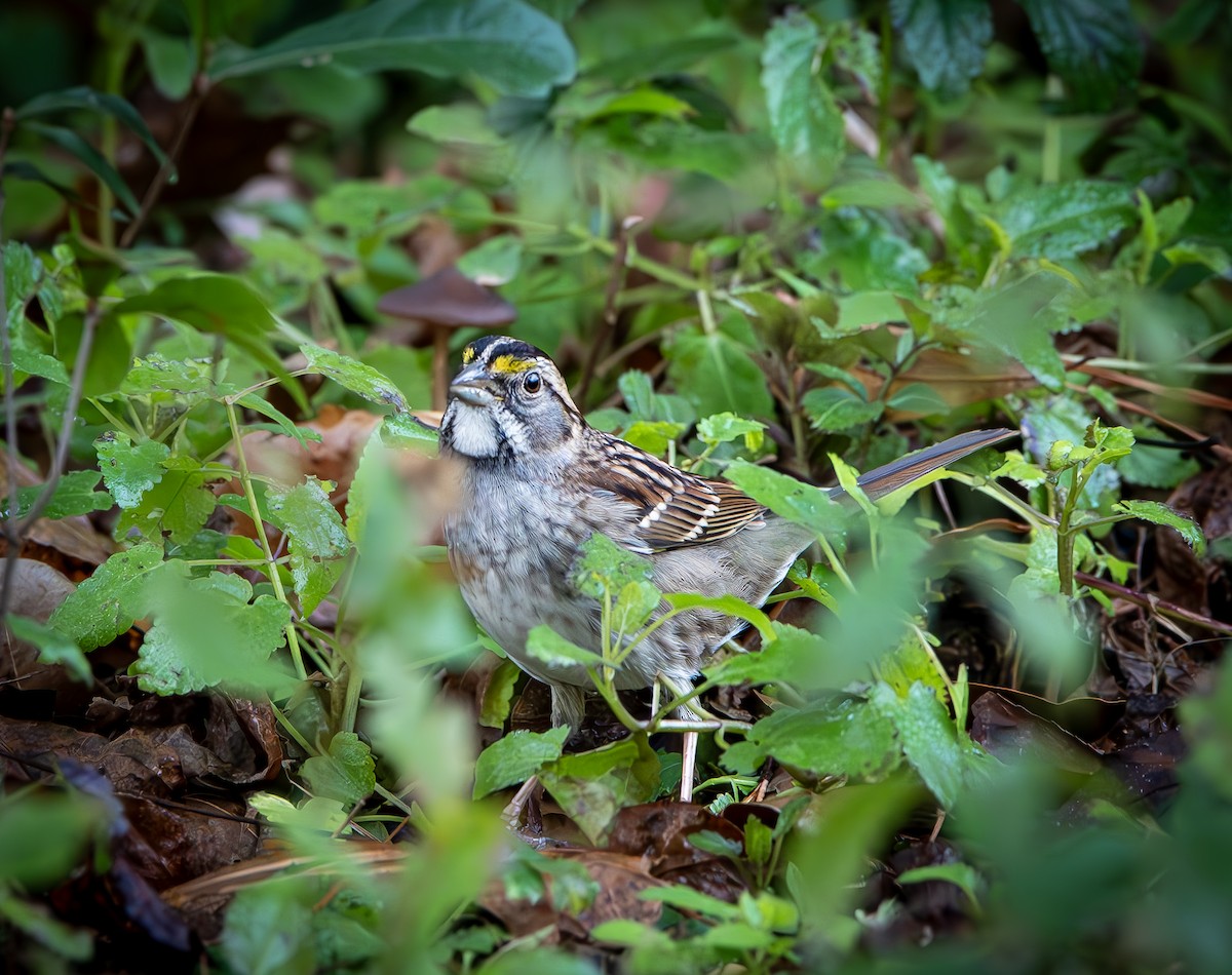 White-throated Sparrow - ML630277092