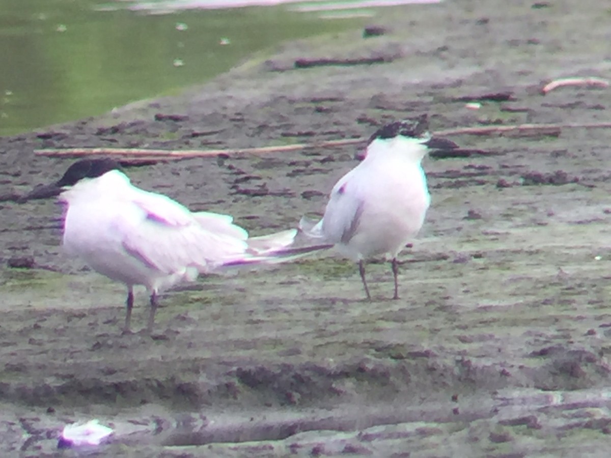 Gull-billed Tern - ML63027711