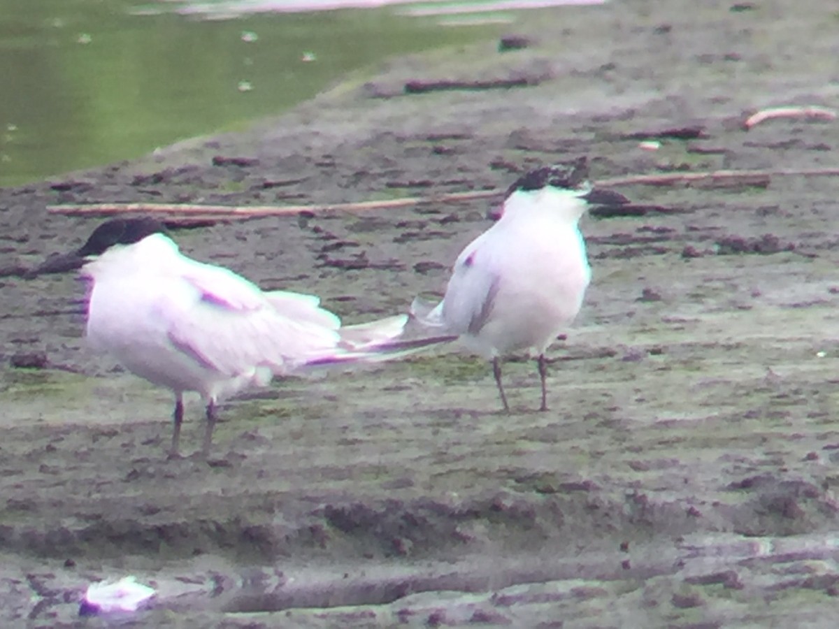 Gull-billed Tern - ML63027711