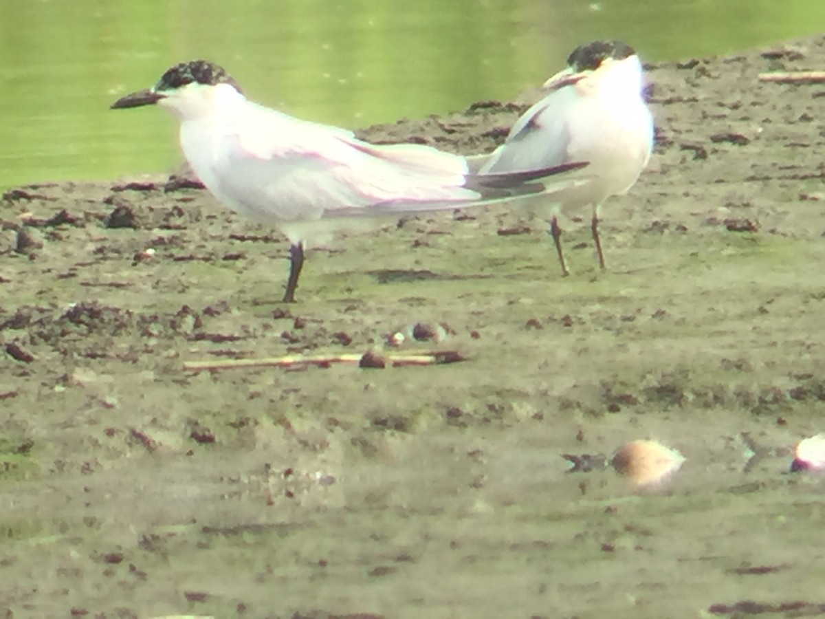 Gull-billed Tern - ML63027721