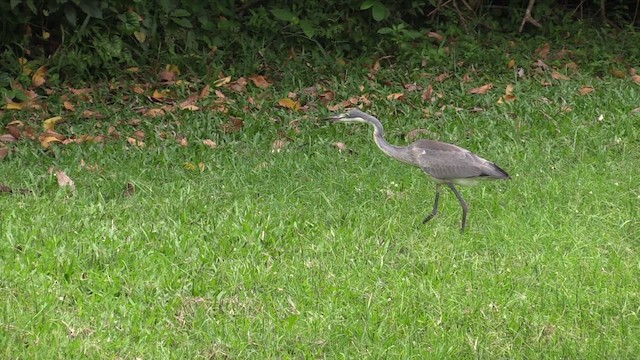 Black-headed Heron - ML630277218