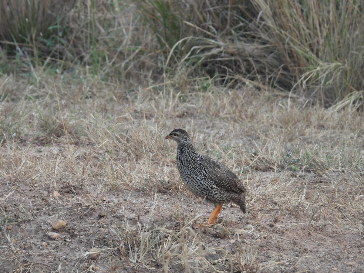 Francolin à bec jaune - ML630277652