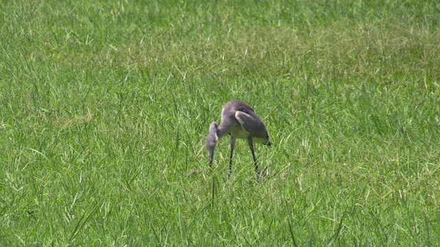 Black-headed Heron - ML630277702