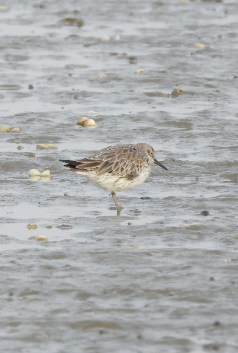 Great Knot - ML630277896