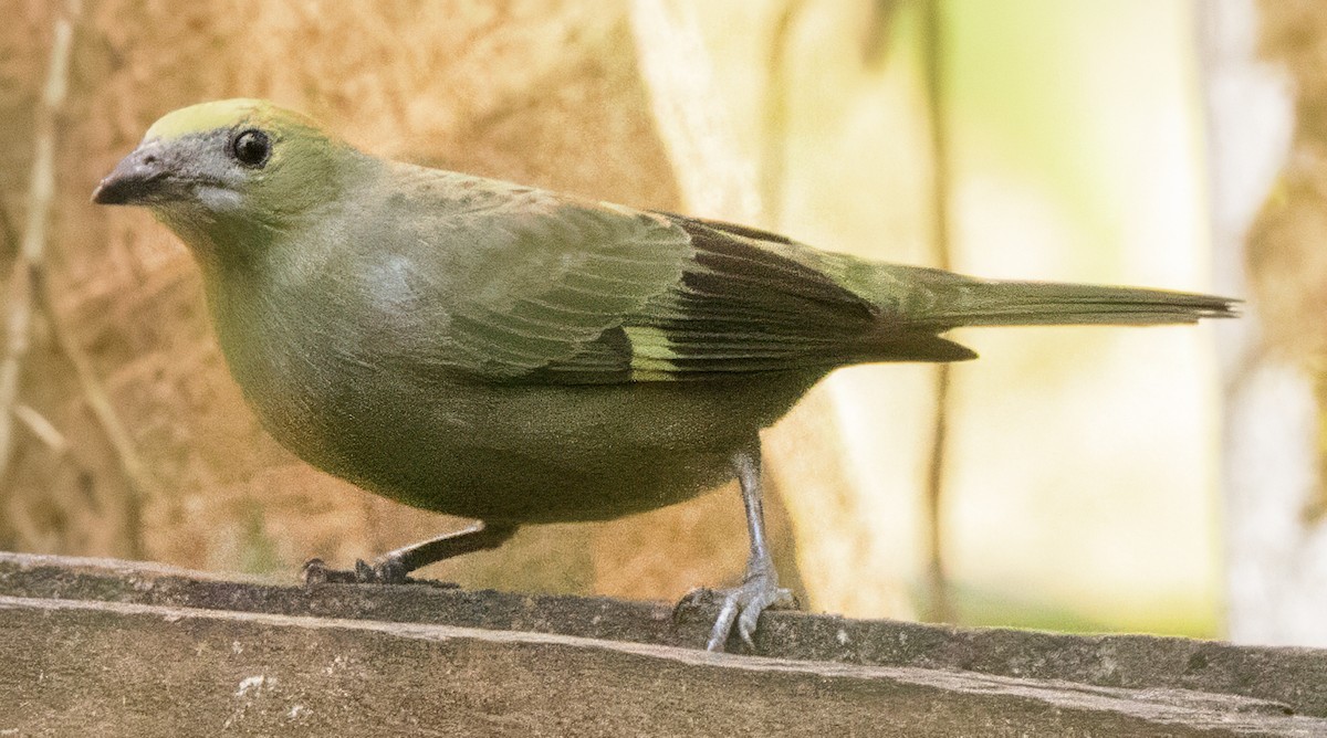 Palm Tanager - ML630278072