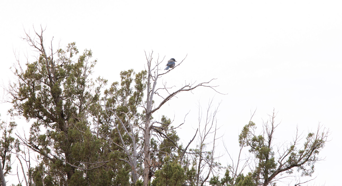 Woodhouse's Scrub-Jay - ML630278076