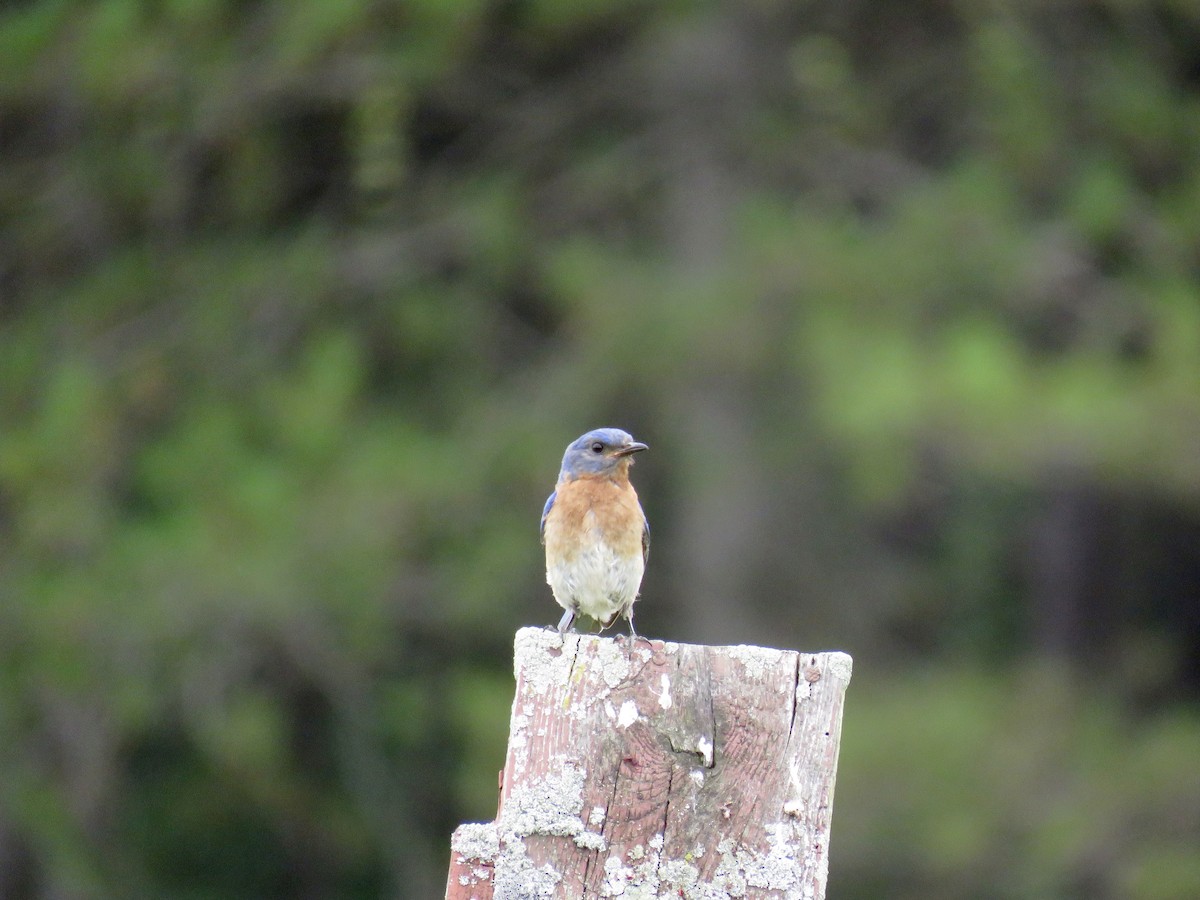 Eastern Bluebird - ML63027811