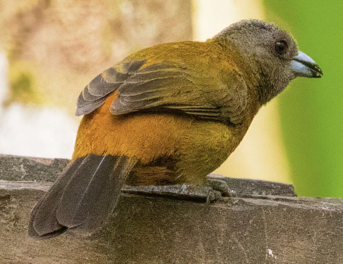 Scarlet-rumped Tanager (Passerini's) - ML630278186