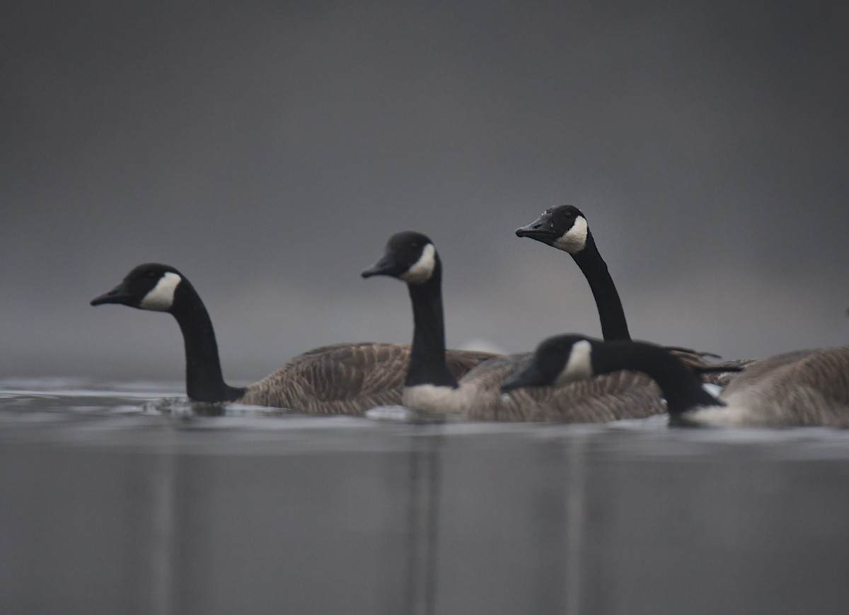 Canada Goose - ML630278189