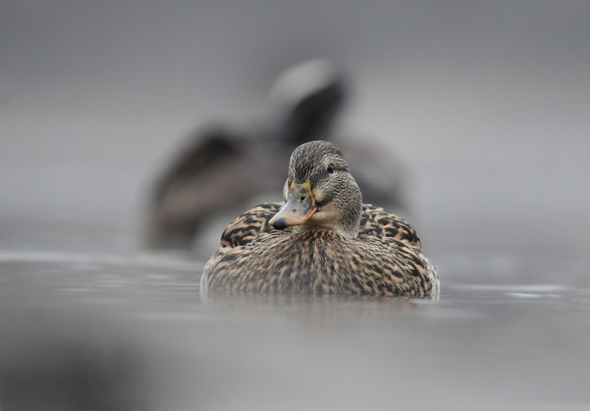 Mallard - ML630278222